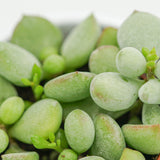Cotyledon pendens - 5,5cm