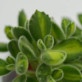 Cotyledon tomentosa Lemon Stripe - 8,5cm