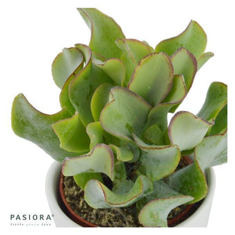 Crassula arborescens ssp. undulatifolia - 6cm