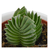 Ciao Crassula, 3 Stück