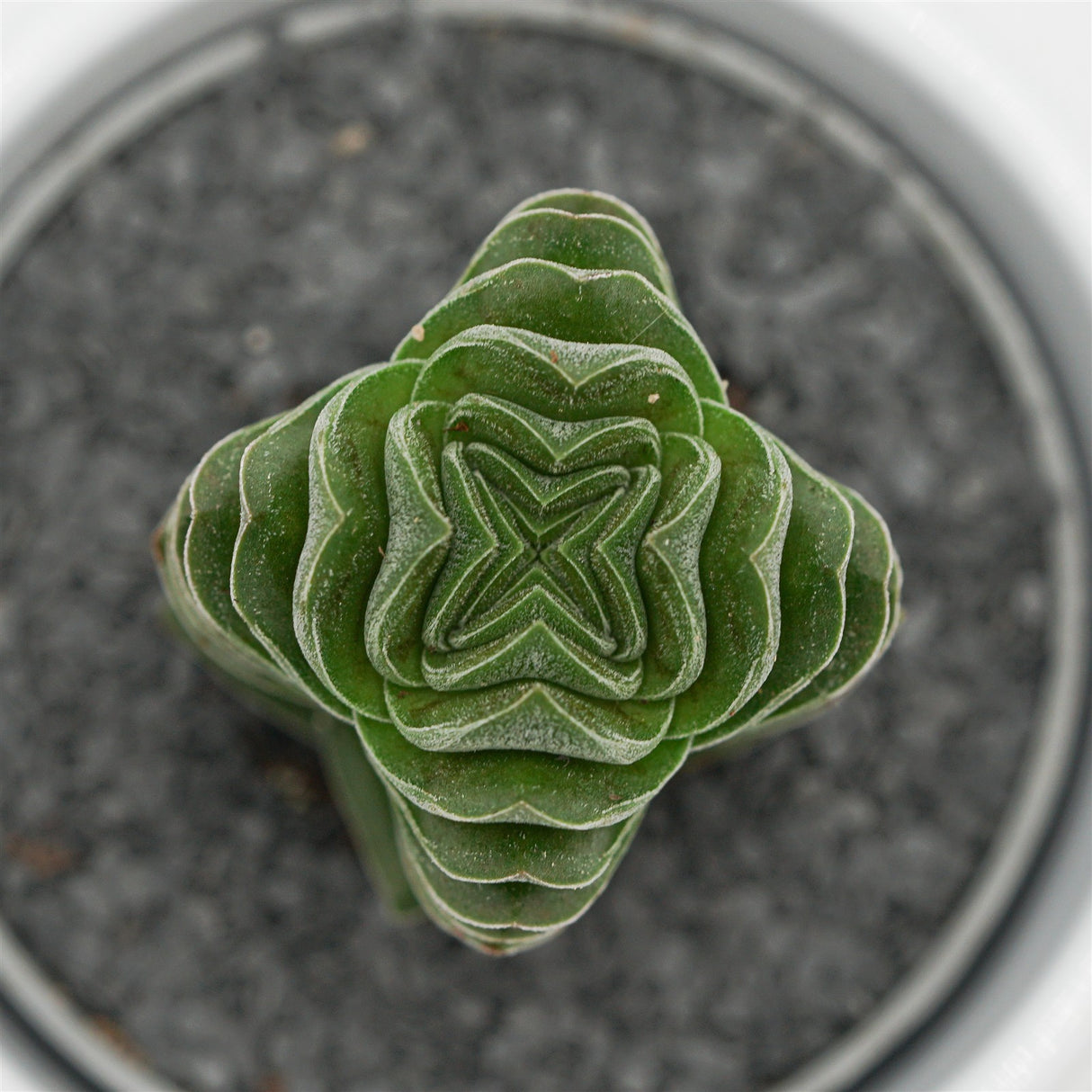 Crassula Buddha´s Temple - 6cm