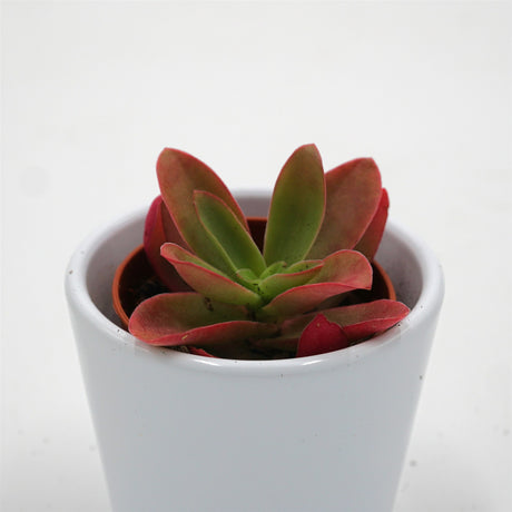 Crassula capitella Campfire - 5,5cm