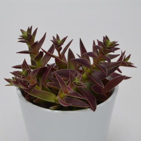 Crassula capitella Rubra - 10,5cm