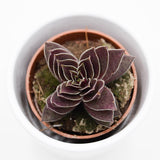 Crassula corymbulosa - 5,5cm