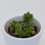 Crassula estagnol - 5,5cm