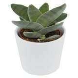 Crassula falcata - 6cm