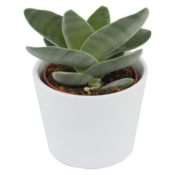 Ciao Crassula, 5 Stück