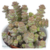 Ciao Crassula, 3 Stück