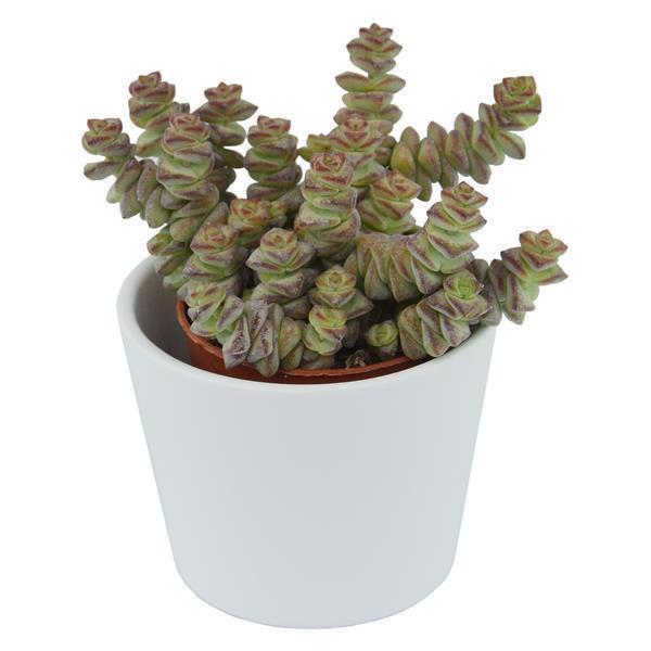 Ciao Crassula, 5 Stück