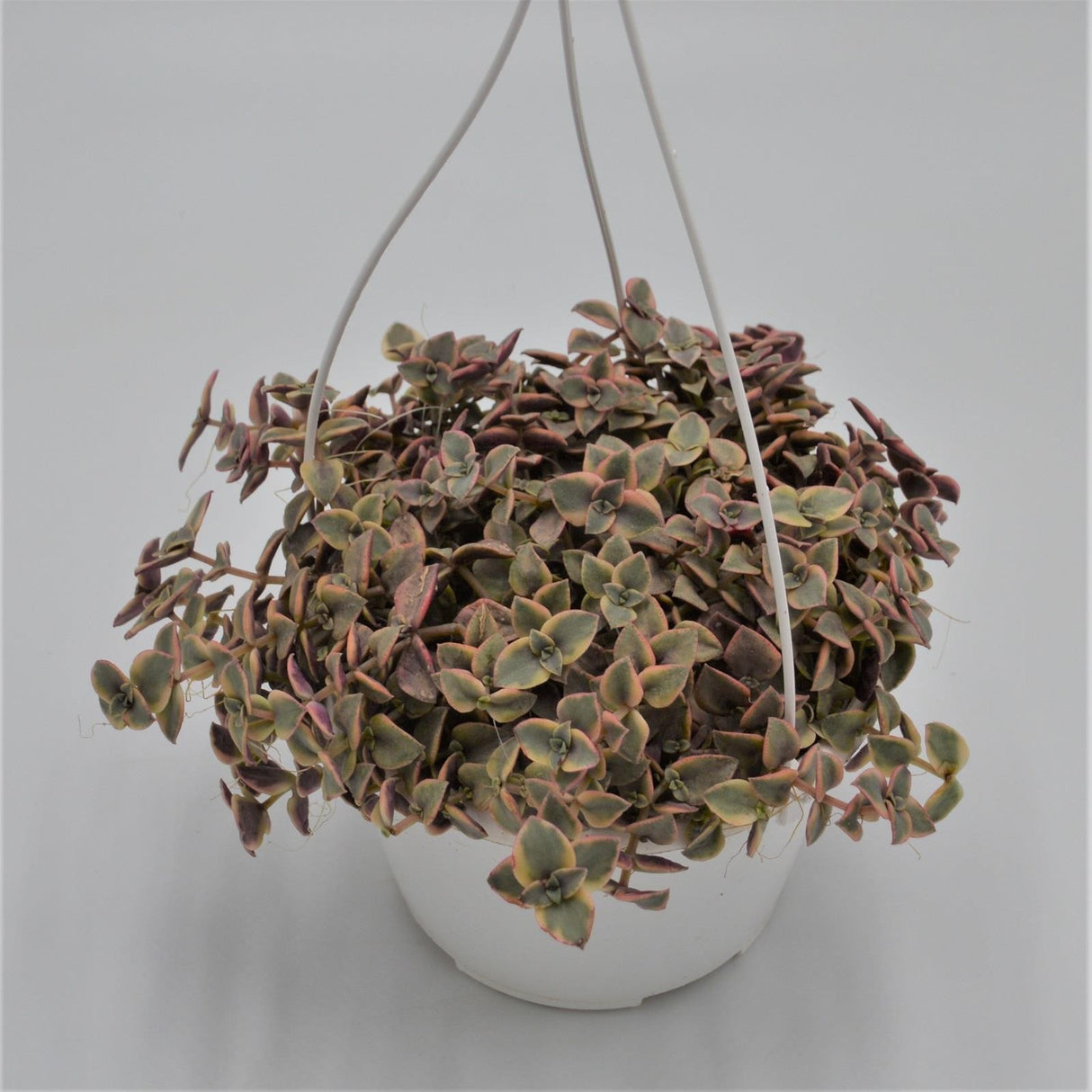 Crassula pellucida ssp. marginalis - 15cm Ampel