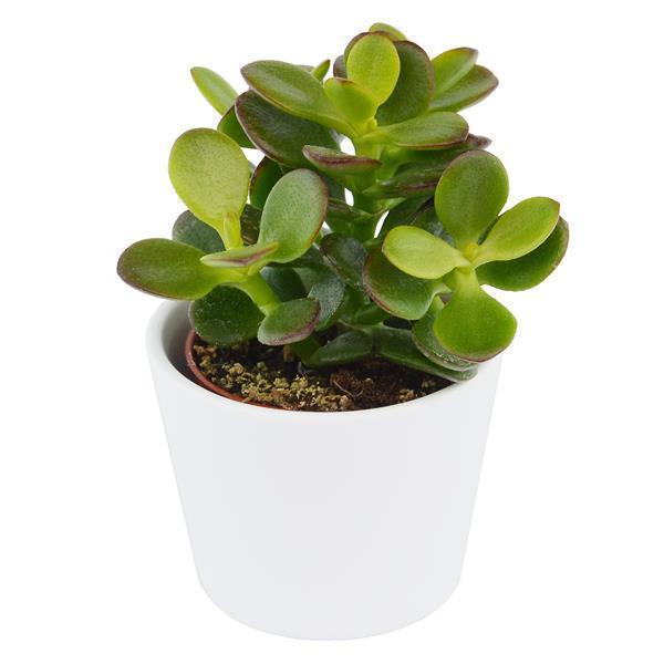 Ciao Crassula, 5 Stück