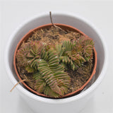 Crassula New Temple - 8,5cm