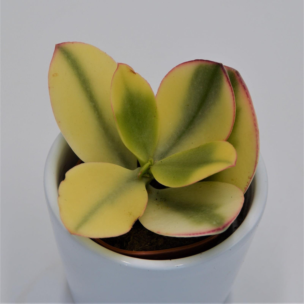 Crassula ovata Tricolor - 5,5cm
