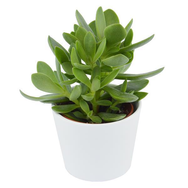 Ciao Crassula, 5 Stück