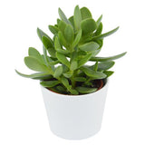 Ciao Crassula, 5 Stück