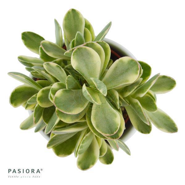 Crassula Money Maker Variegata - 6cm
