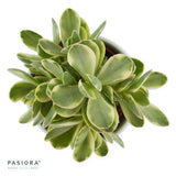 Crassula Money Maker Variegata - 6cm