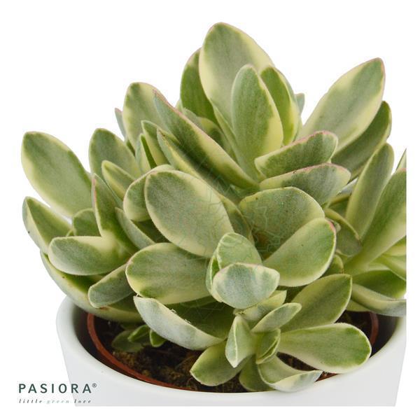 Ciao Crassula, 3 Stück
