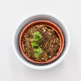 Crassula pyramidalis - 5,5cm