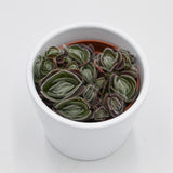Crassula tomentosa var. glabrifolia - 6cm