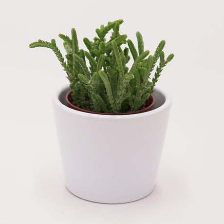 Crassula lycopodioides - 5,5cm