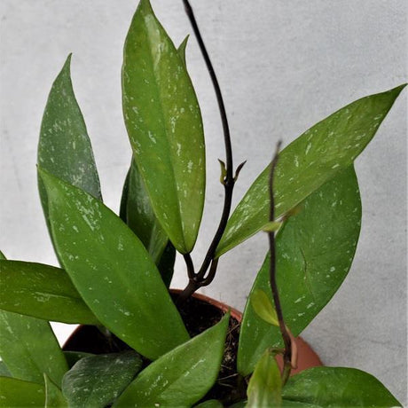 Hoya Publicalix - 12cm
