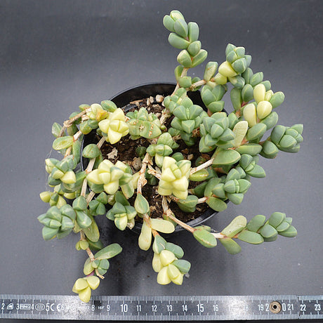 Delosperma lehmannii f variegata