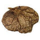 Dioscorea mexicana - Caudex Ø 4 - 7cm