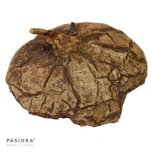 Dioscorea mexicana - Caudex Ø 8 - 11cm