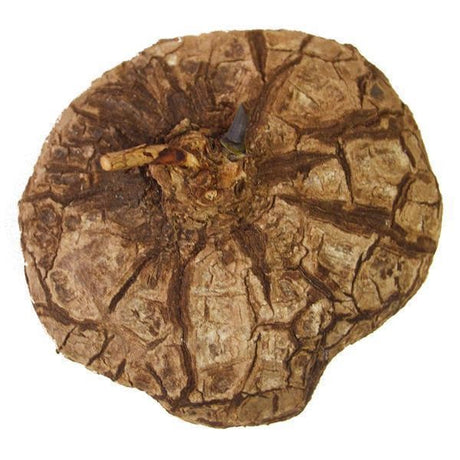 Dioscorea mexicana - Caudex Ø 8 - 11cm