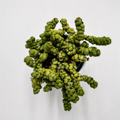 Dischidia nummularia Pangolin Kisses - 9cm