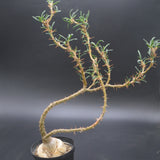 Pachypodium succulentum