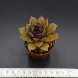 Echeveria albicans x Black Maria