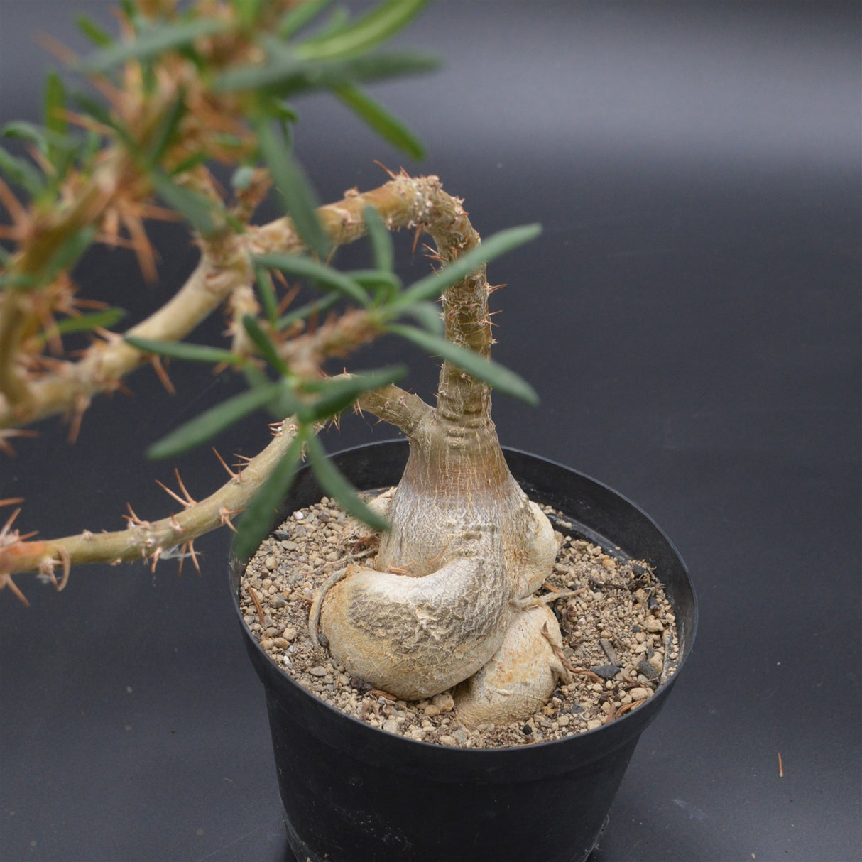 Pachypodium succulentum