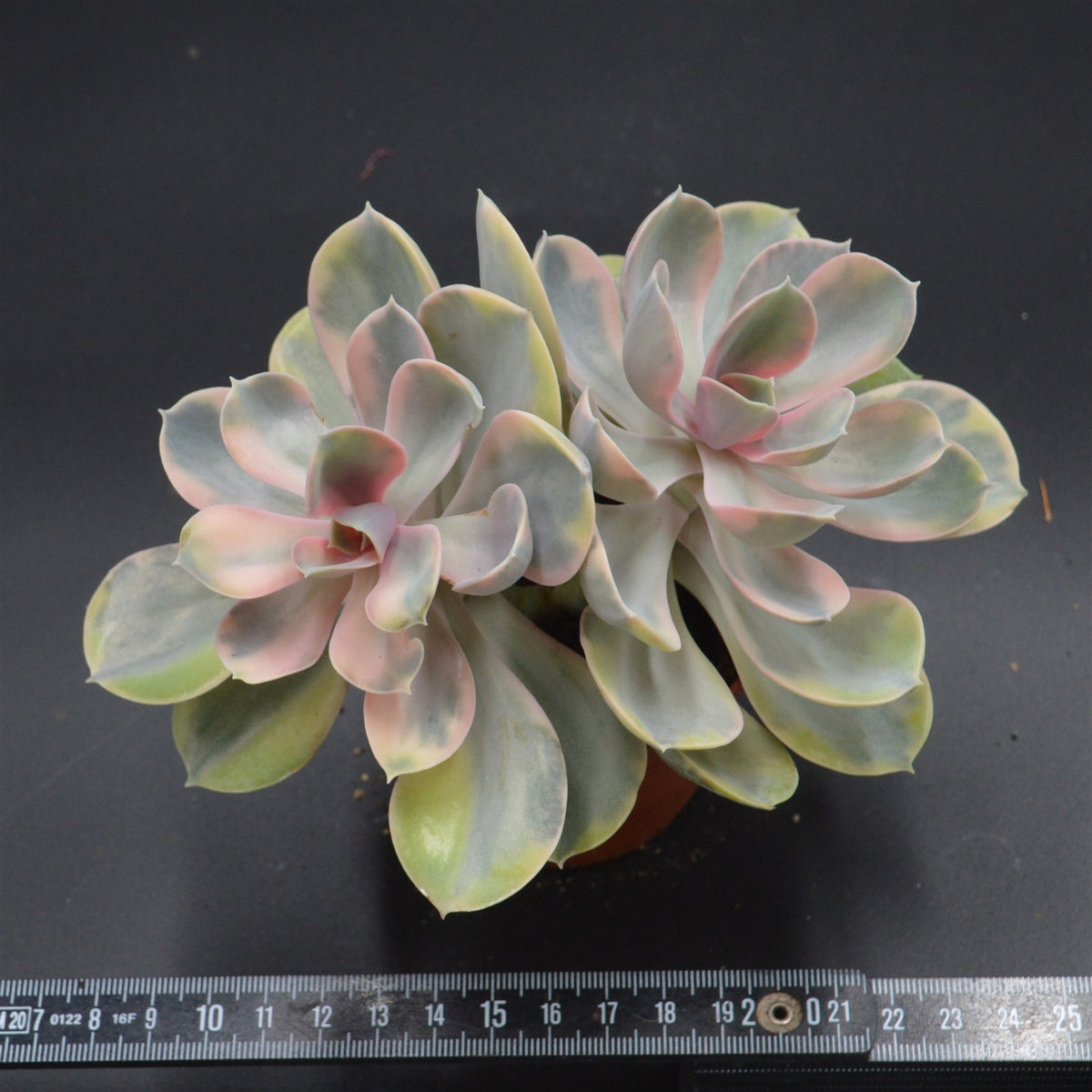 Echeveria Rainbow Doppelkopf