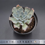 Echeveria Tsunami