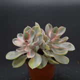 Echeveria Rainbow Doppelkopf