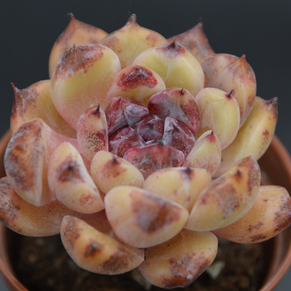 Echeveria albicans x Black Rose