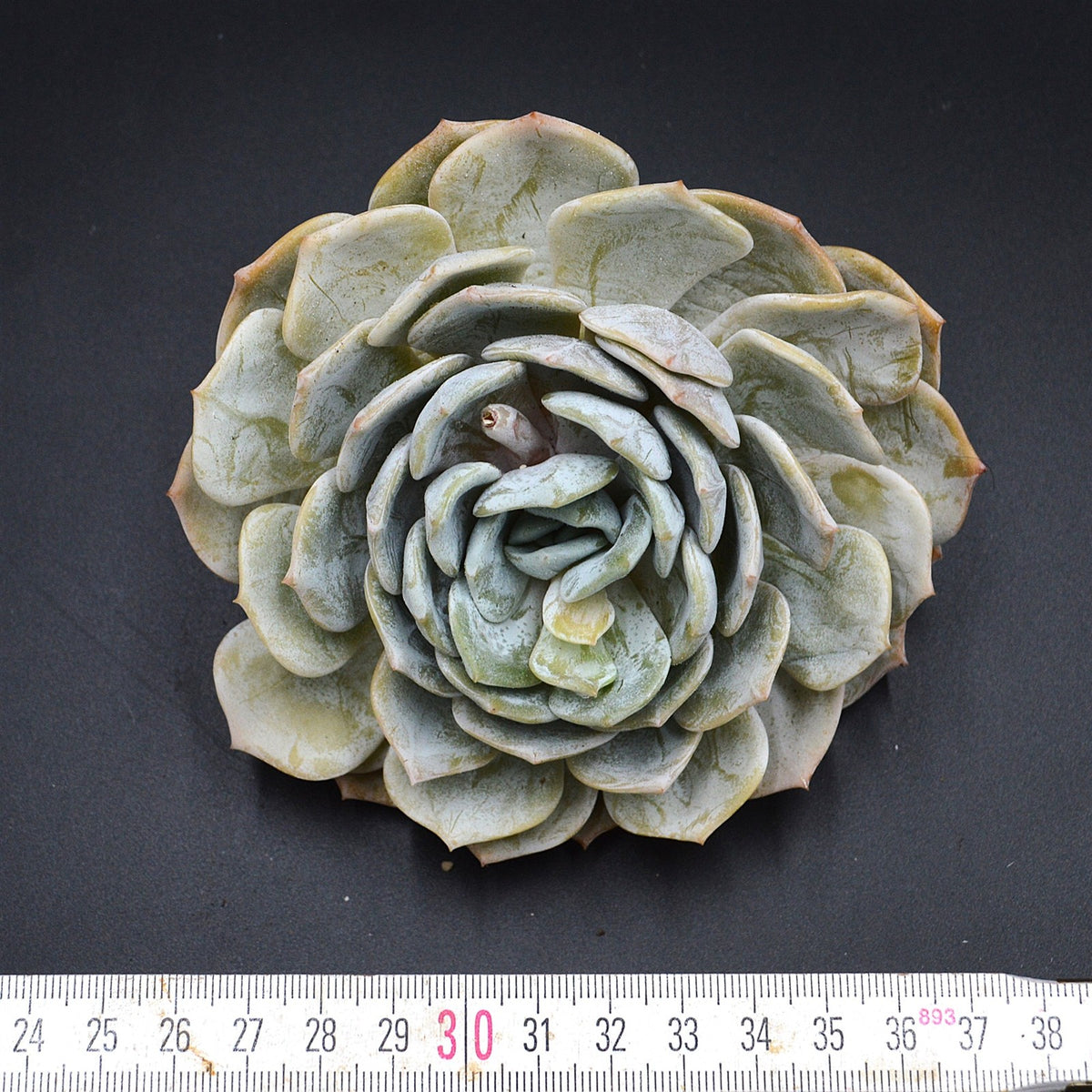 Echeveria laui Hybrid Steckling