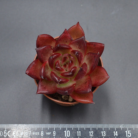 Echeveria Romeo Rubin x Ebony