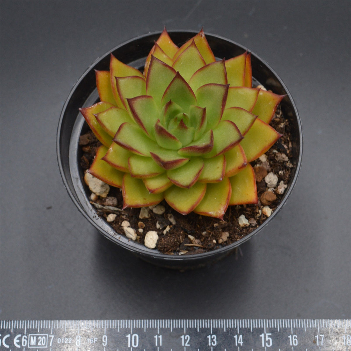 Echeveria Giselle