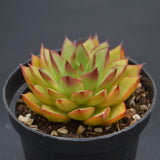 Echeveria Giselle
