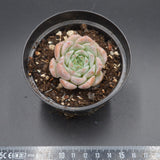 Echeveria Amazing Grace