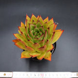 Echeveria Lipstick