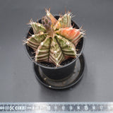 Gymnocalycium mihanovichii f. variegata