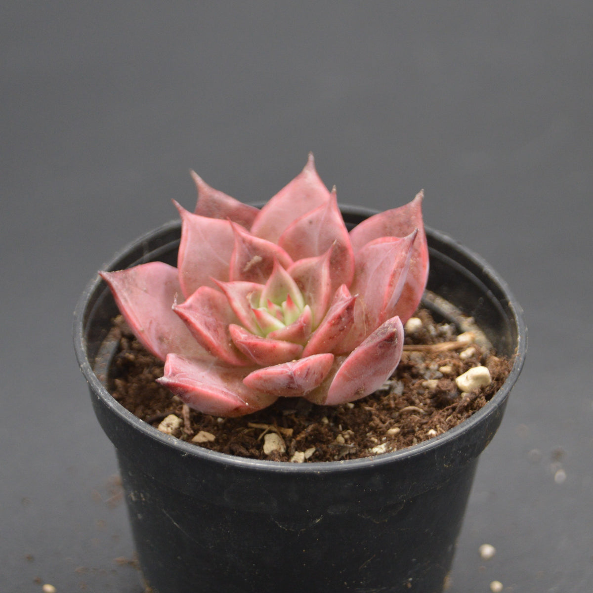 Echeveria Rosacea