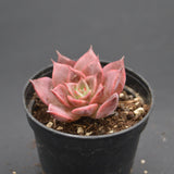Echeveria Rosacea