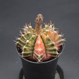 Gymnocalycium mihanovichii f. variegata