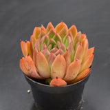 Echeveria agavoides Hybrid