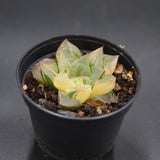 Haworthia magnifica f. variegata